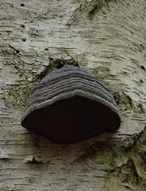 A senescent bracket on a dead birch in Bedford, Bedfordshire.